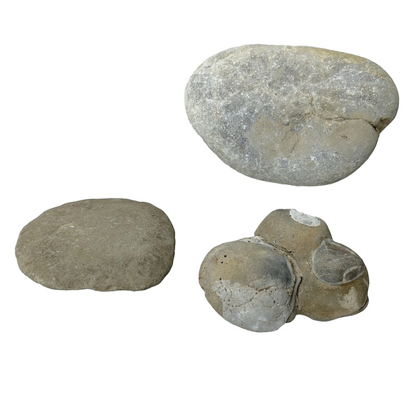 Oregon Fossilized Sea Shells & Coral Fossils | Natural Rock • Educational Lot - Picture 4 of 17